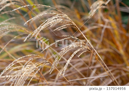 Closeup of miscanthus sinensis purpurascens selective focus 137014956