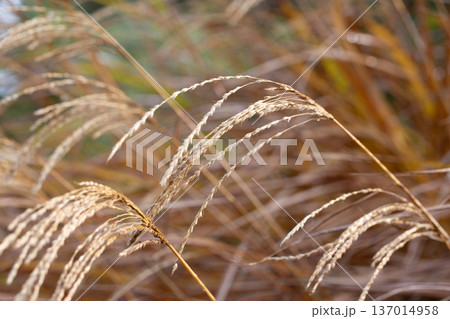 Closeup of miscanthus sinensis purpurascens selective focus Closeup of miscanthus sinensis purpurascens selective focus 137014958