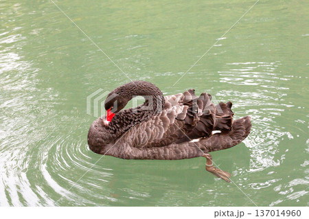 The male black swan has black-gray plumage all over its body, dark red eyes, a red beak with a white stripe, a black tip of the beak, legs and feet, while the female is exactly the same as the male 137014960