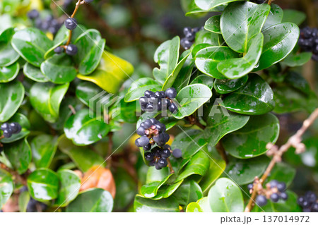 Winter Foliage of the Evergreen Wax Leaf or Japanese Privet Shrub (Ligustrum japonicum 'Rotundifolium') in a Garden 137014972