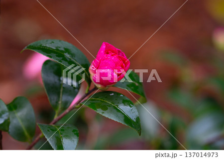 Pink Camellia Flower with Raindrops in Natural Garden Pink Camellia Flower with Raindrops in Natural Garden 137014973