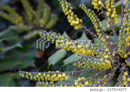 Yellow flowers of Berberis bealei, also known as leatherleaf mahonia, Beale's barberry, or Oregon grape. 137014977