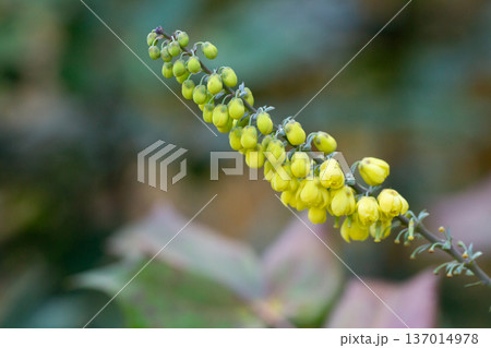 Yellow flowers of Berberis bealei, also known as leatherleaf mahonia, Beale's barberry, or Oregon grape. 137014978