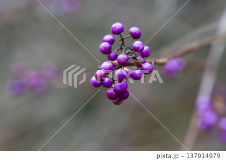 purple berries of callicarapa americana beautyberry selective focus 137014979