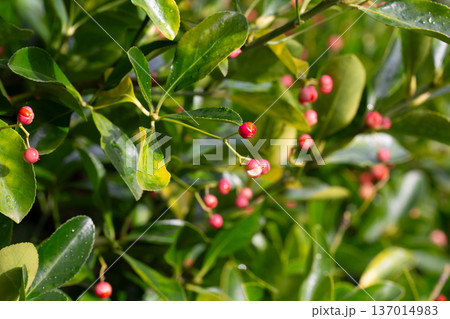 evergreen euonymus japonicus on the green leaves background evergreen euonymus japonicus on the green leaves background 137014983