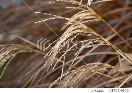 Closeup of miscanthus sinensis purpurascens selective focus 137014996
