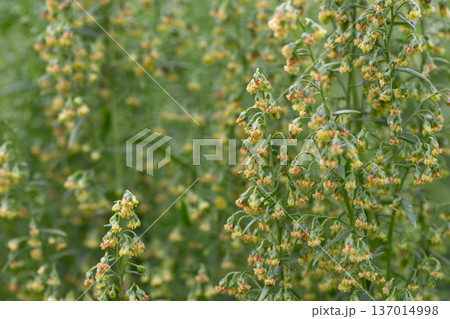 Plant Estragon or Tarragon (Artemisia dracunculus) is a spice used in pickling, canning, and is an excellent seasoning for meat dishes. It has phytoncide properties. Plant Estragon or Tarragon (Artemisia dracunculus) is a spice used in pickling, canning, and is an excellent seasoning for meat dishes. It has phytoncide properties. 137014998