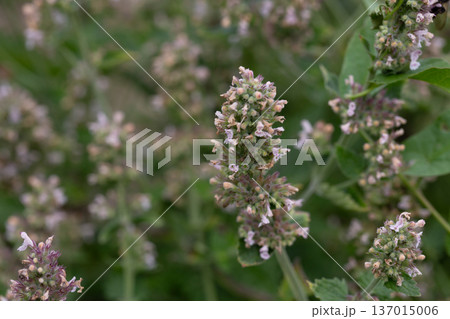 Catnip (lat. Nepeta cataria) - medicinal plant blooms on a Sunny spring day. Catnip, lemon mint - The plant contains up to 3 essential oil, which gives it a strong, distinctive ("lemon") smell that 137015006