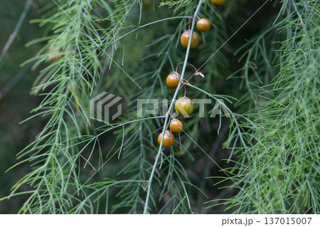 Green leaves of Edible Asparagus, Garden Asparagus or Asparagus Officinalis are growing in the field. Fruits of the Asparagus plant on a branch. Green leaves of Edible Asparagus, Garden Asparagus or Asparagus Officinalis are growing in the field. Fruits of the Asparagus plant on a branch. 137015007
