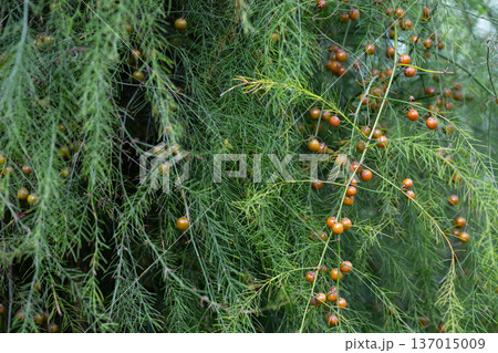 Green leaves of Edible Asparagus, Garden Asparagus or Asparagus Officinalis are growing in the field. Fruits of the Asparagus plant on a branch. 137015009