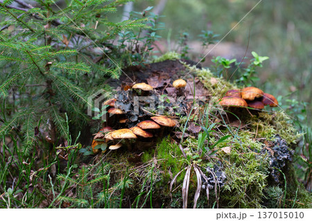 Cluster of honey fungus (Armillaria) also known as honey agaric growing on a forest 137015010