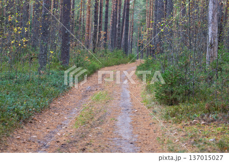 A walking trail in an autumn forest in October. The bright yellow leaves are illuminated by the sunlight. Autumn background 137015027
