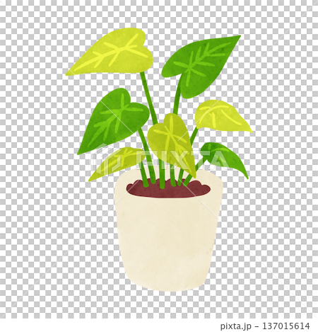 シンゴニウムの鉢植え　水彩風手描きイラスト 137015614