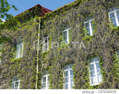 A captivating view of nature reclaiming a house. Beauty of greenery enveloping architecture A captivating view of nature reclaiming a house. Beauty of greenery enveloping architecture 137016039