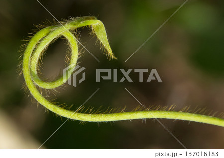 蔓と新芽 137016183