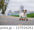 A Jack Russell Terrier rides a penny board in an autumn park. 137016261