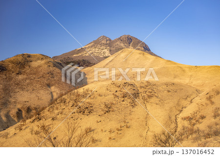 由布岳と冬枯れの草原 137016452