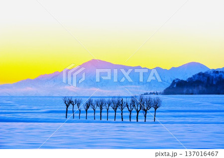 朝焼けの雪原のハサ木・越後三山雪景色 137016467
