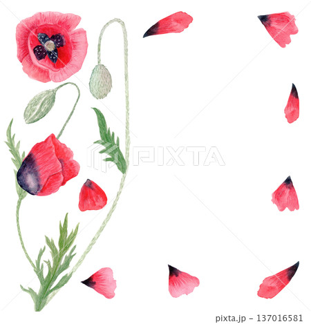 Red poppy botanical frame, flower, buds, stem, leaves, loose petals isolated on white background, hand-painted watercolor illustration for wedding stationery, packaging, branding, cards, invitations. 137016581