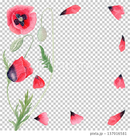 Red poppy botanical frame, flower, buds, stem, leaves, loose petals isolated on white background, hand-painted watercolor illustration for wedding stationery, packaging, branding, cards, invitations. 137016581