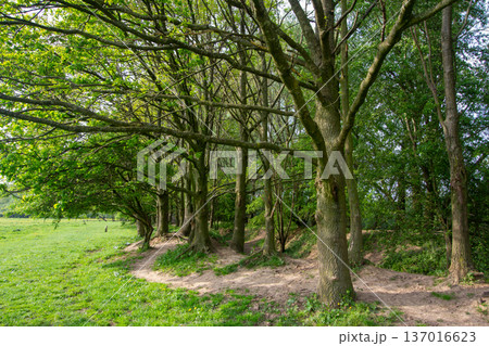 Nature reserve the Blue Chamber in Gelderland 137016623