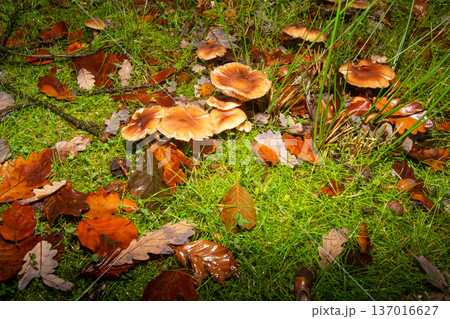 Close-up of mushrooms in the rain Close-up of mushrooms in the rain 137016627