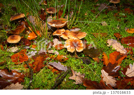 Close-up of mushrooms in the rain Close-up of mushrooms in the rain 137016633