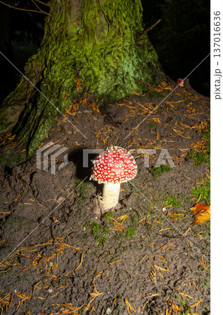 Fly agaric mushroom in the forest Fly agaric mushroom in the forest 137016636