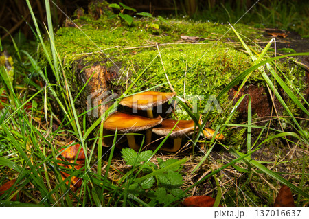 Close-up of mushrooms in the rain Close-up of mushrooms in the rain 137016637