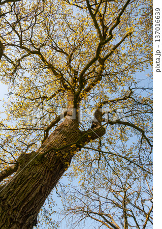 Cheering deciduous tree from low angle view Cheering deciduous tree from low angle view 137016639