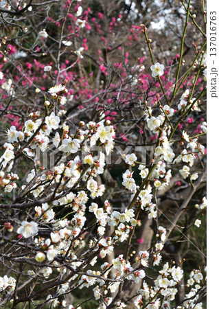 白梅、小石川後楽園にて 137016763