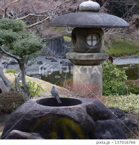 石灯籠と椋鳥、小石川後楽園にて 137016766