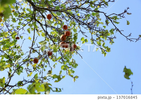 梨の実 137016845