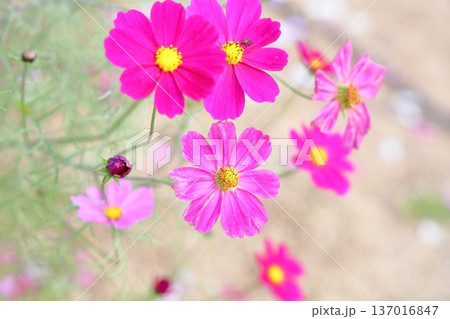 コスモスの花 コスモスの花 137016847
