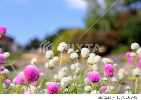 可愛い　センニチコウの花 137016849