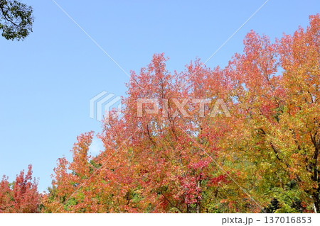 鮮やか アメリカフウ紅葉 鮮やか アメリカフウ紅葉 137016853