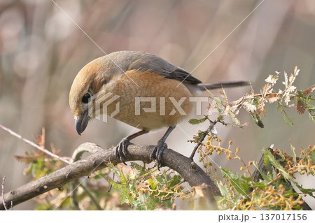 雌モズ 雌モズ 137017156