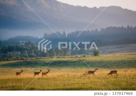 Scenic Landscape with Deer Grazing in Golden Meadow 137017469