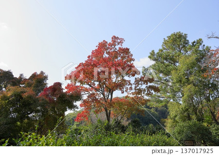 鮮やか　紅葉　ナンキンハゼ 137017925