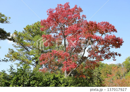 鮮やか 紅葉 ナンキンハゼ 鮮やか 紅葉 ナンキンハゼ 137017927