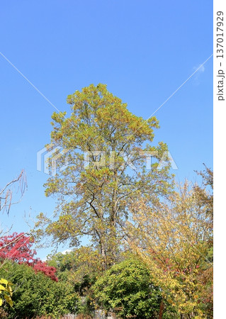 色づく　ユリノキの葉 137017929