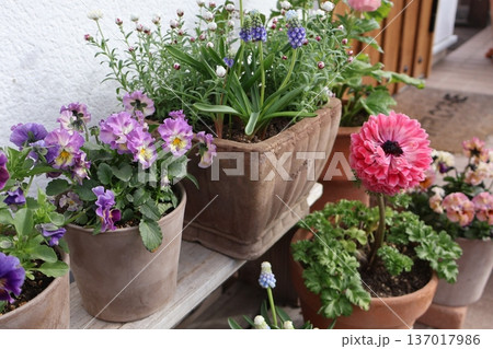 春の花の寄せ鉢 137017986