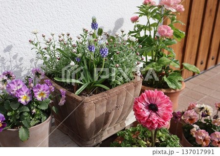玄関前の花の寄せ鉢 玄関前の花の寄せ鉢 137017991