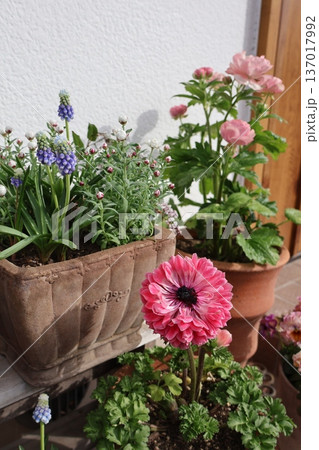 玄関前の花の寄せ鉢 137017992