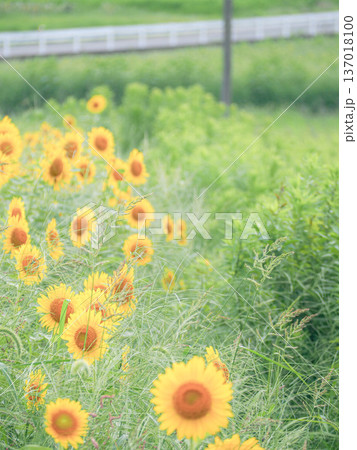 線路脇に咲くひまわり 線路脇に咲くひまわり 137018100