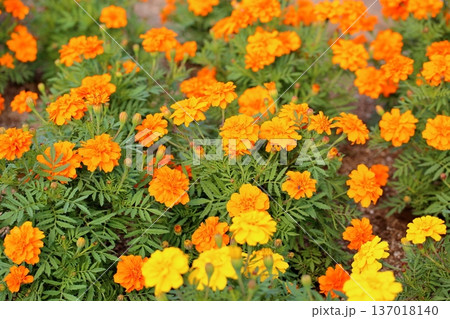マリーゴールドの花 137018140