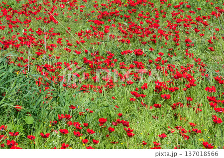 Spring bloom of anemones (Anemone coronaria) in the Negev Spring bloom of anemones (Anemone coronaria) in the Negev 137018566