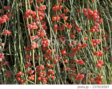 Subshrub or shrub Ephedra (Ephedra aphylla) 137018567