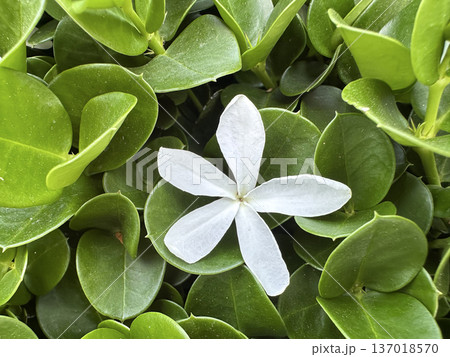 Blossom thorny shrub Natal plum (Carissa macrocarpa ) Blossom thorny shrub Natal plum (Carissa macrocarpa ) 137018570