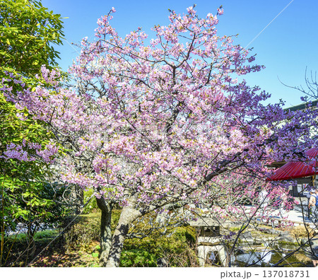 鎌倉市　長谷寺（はせでら）　山門近くの紅白梅林 137018731